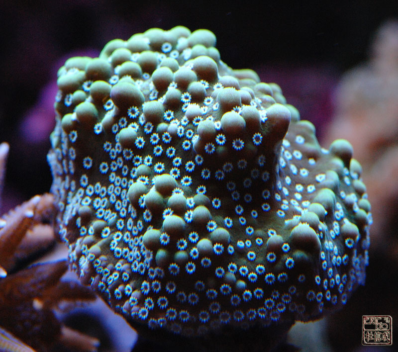 Reef Central Online Community - View Single Post - Post your favorite monti...